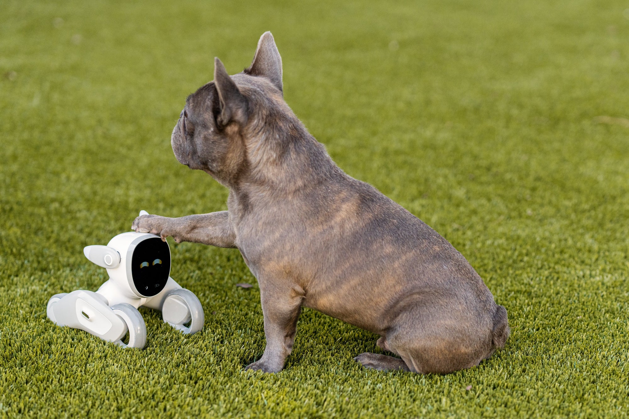 The Hottest Robot Pets Selling Fast Right Now – Your Ultimate Buying Guide